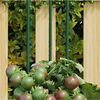 Product Thumbnail Image 2 of 5
