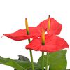 vidaXL Artificial Anthurium Plant with Pot 90 cm Red and Yellow