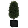 vidaXL Garden Planters 2 pcs Black 50x50x50 cm Solid Pinewood