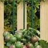 Product Thumbnail Image 2 of 5