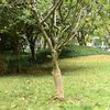 vidaXL Jute Roll 0,5x15 m 100% Jute 200 gsm
