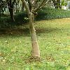 vidaXL Jute Roll 0.25x50 m 100% Jute 200 gsm