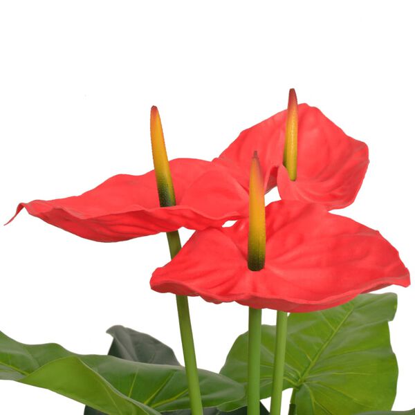 Showing Product Image 2 of 2