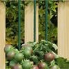 Product Thumbnail Image 2 of 5