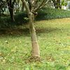 vidaXL Jute Roll 0,25x10 m 100% Jute 200 gsm